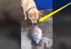 Fish Saving Dog