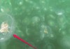 GoPro Jellyfish