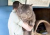 Old Wombat