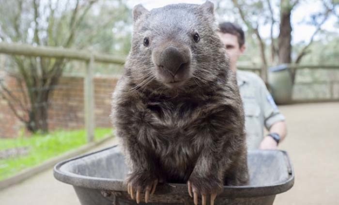 Old Wombat 