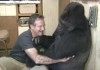 Robin Williams Gorilla