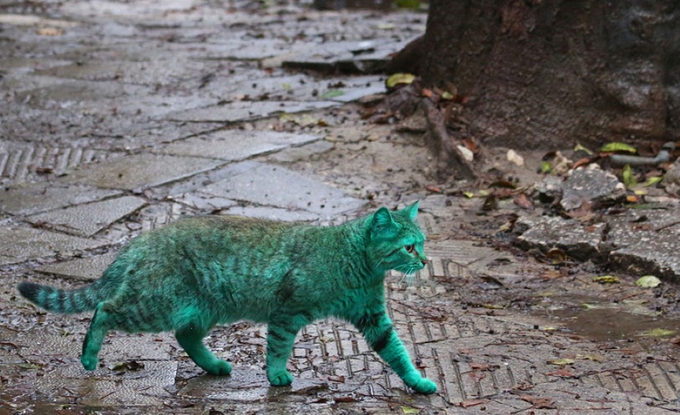 Cat Bulgaria