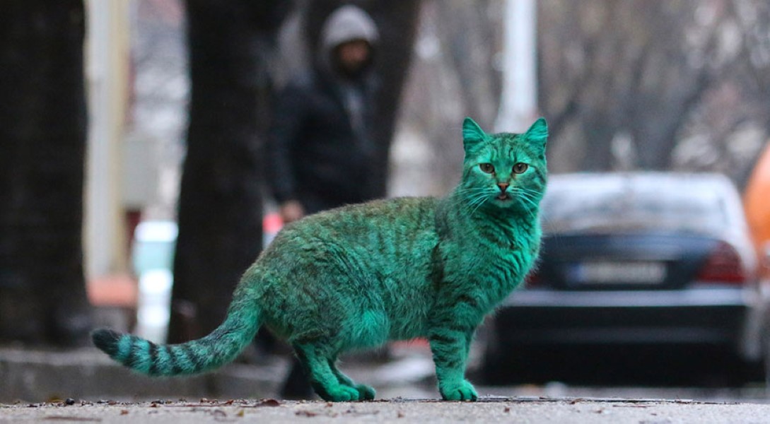 Cat Bulgaria