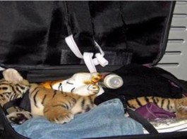Tiger in Suitcase