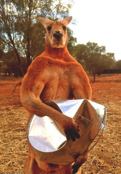 roger-the-kangaroo1