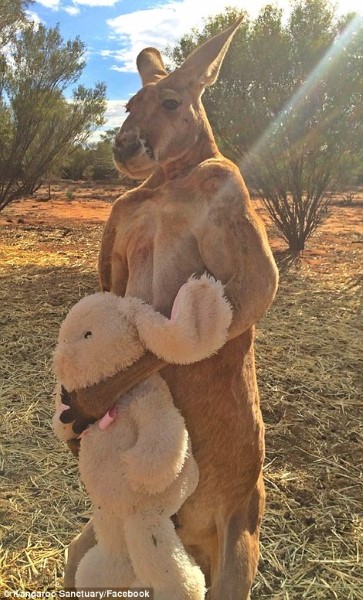 roger-the-kangaroo3