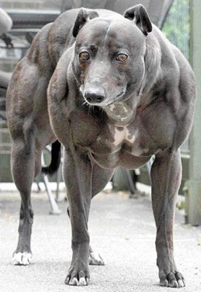 Muscle Dogs