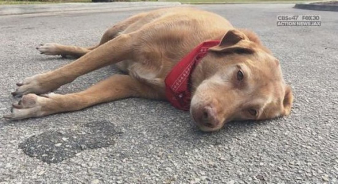 Dog mourns owner 