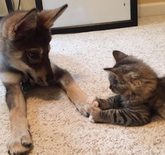  dog and cat friendship 1