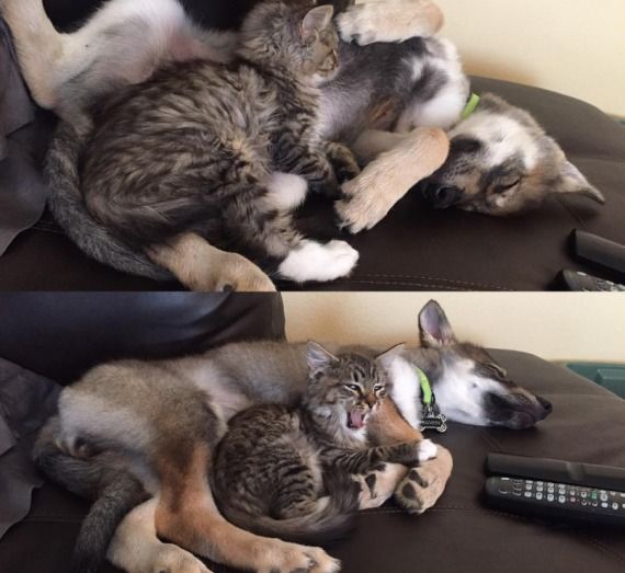 dog and cat friendship 3