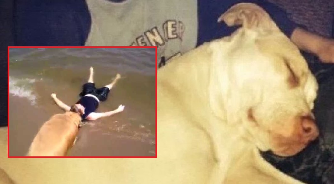 Dog Saves Boy From Drowning (1)