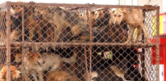 Taiwan Ban Cat And Dog Meat