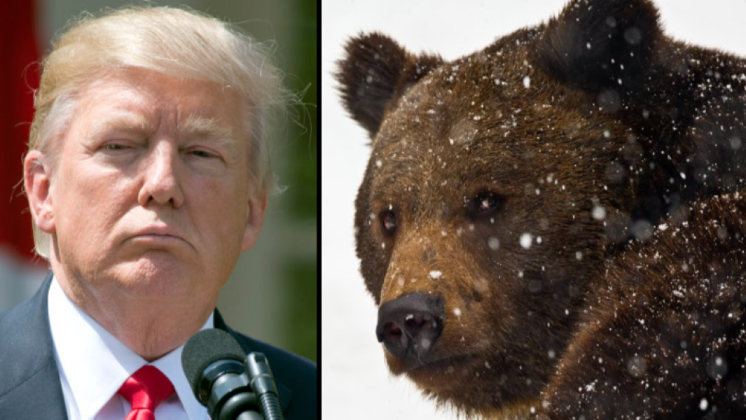 Trump Bears